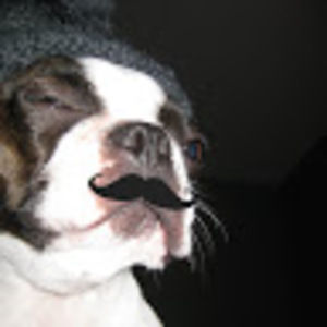 Meet your Posher, Holly